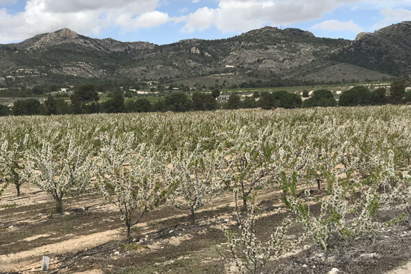 Productores de Cerezas y Albaricoques