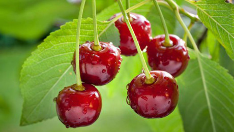 Cerezas de La Torre Stone Fruits