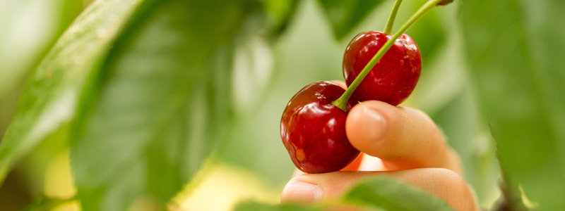 Cerezas en el arbol