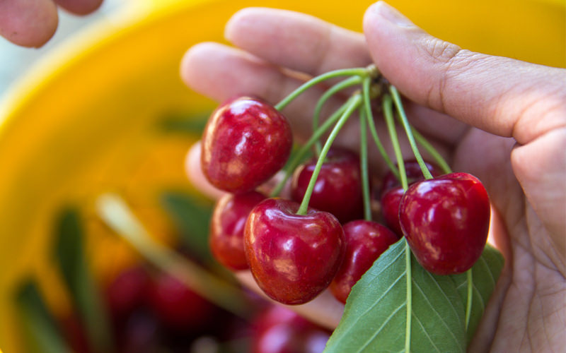 Recolección manual de nuestras cerezas