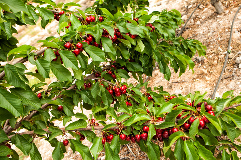 cerezas de La Torre Stone Fruit