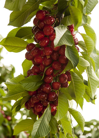 Cerezas listas para recolectar