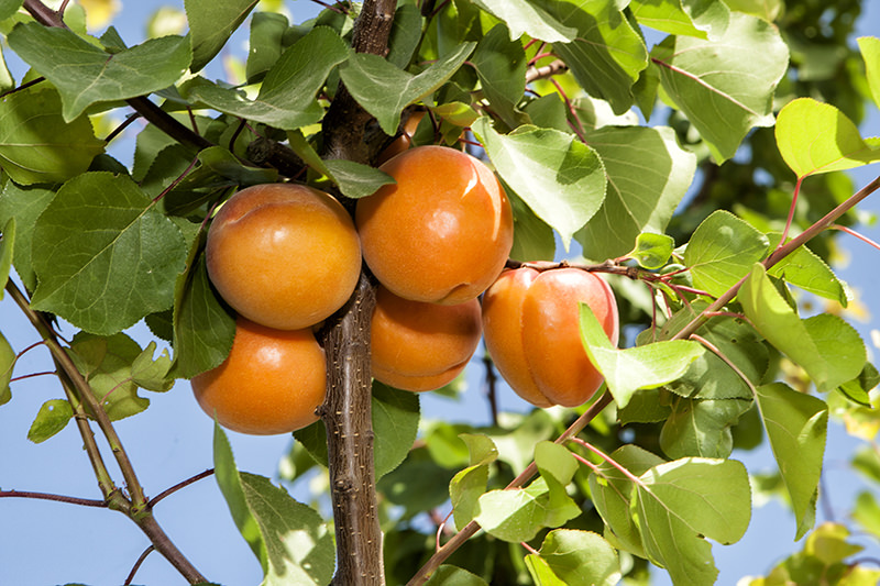 Albaricoques de la Torre Stone Fruits