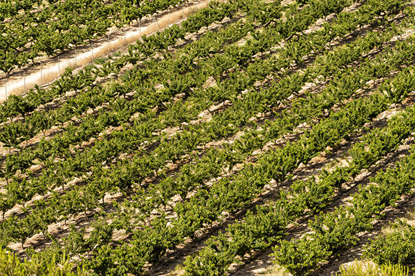 Productores de Cerezas y Albaricoques