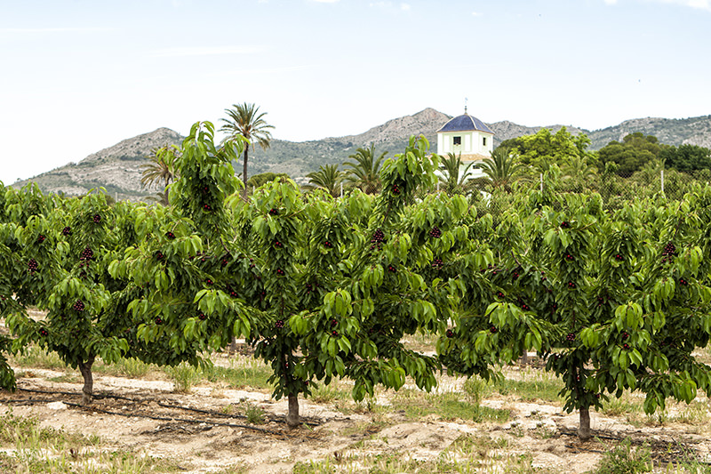 Finca productora de cerezas en Sax