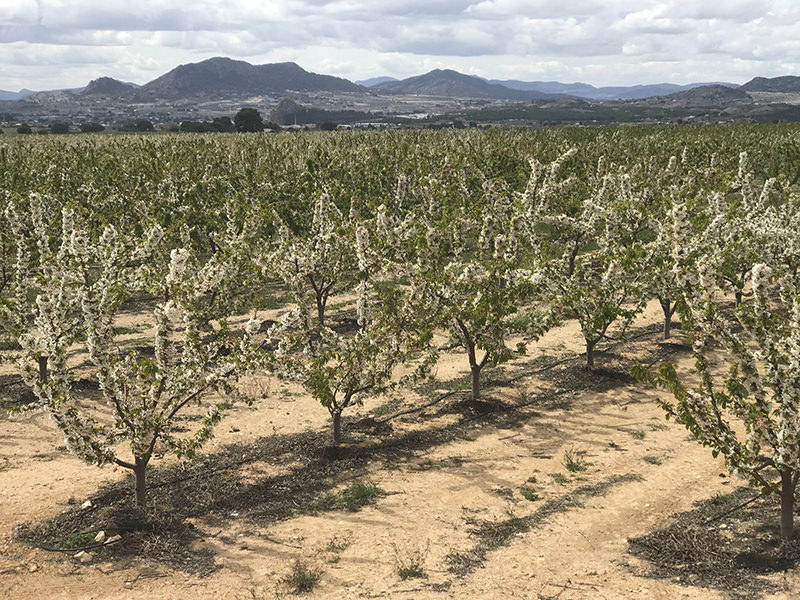 Cerezos en flor en la Torre Stone Fruit - Sax