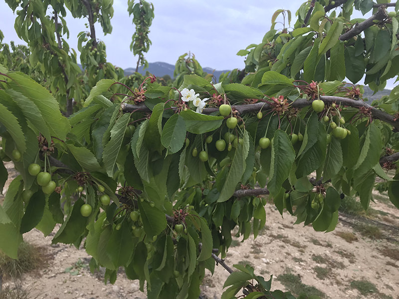 Cerezas listas para madurar