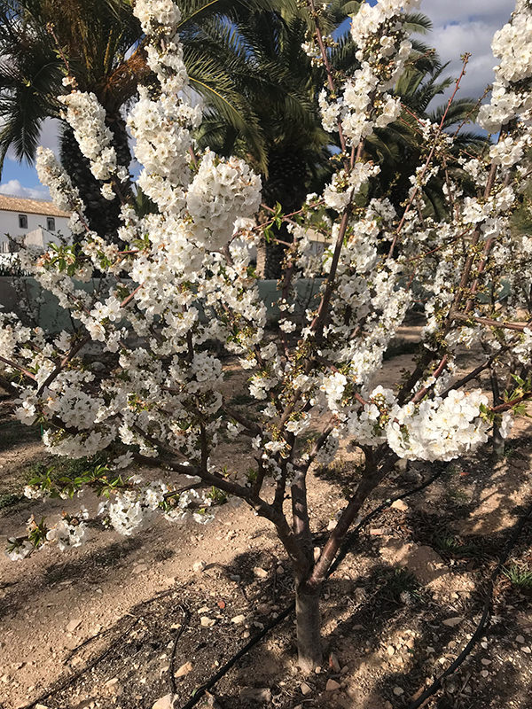 Cerezo en flor en Sax