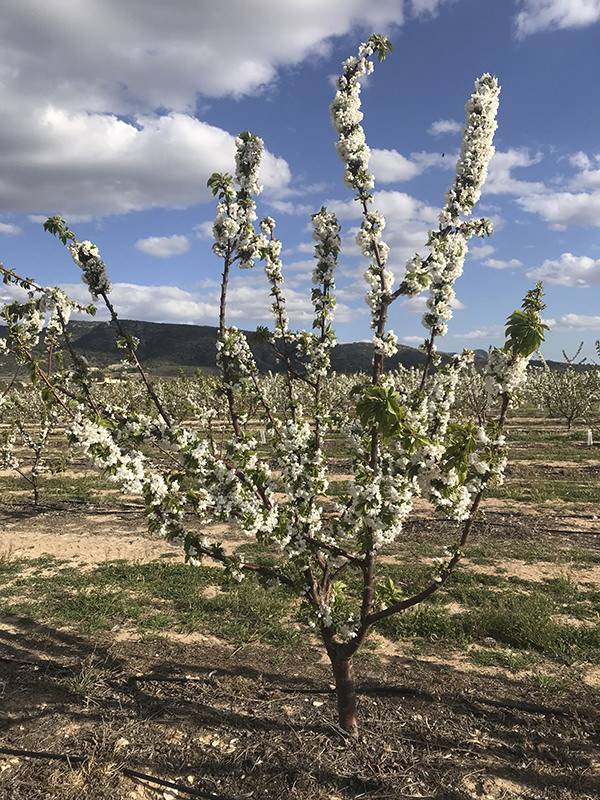 Cerezo en flor - La Torre Stone Fruit