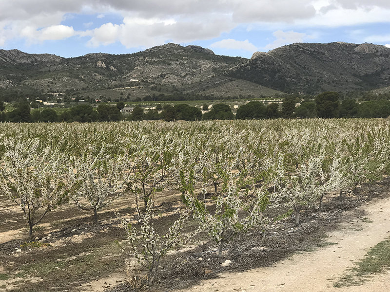 Campo de cerezos en flor