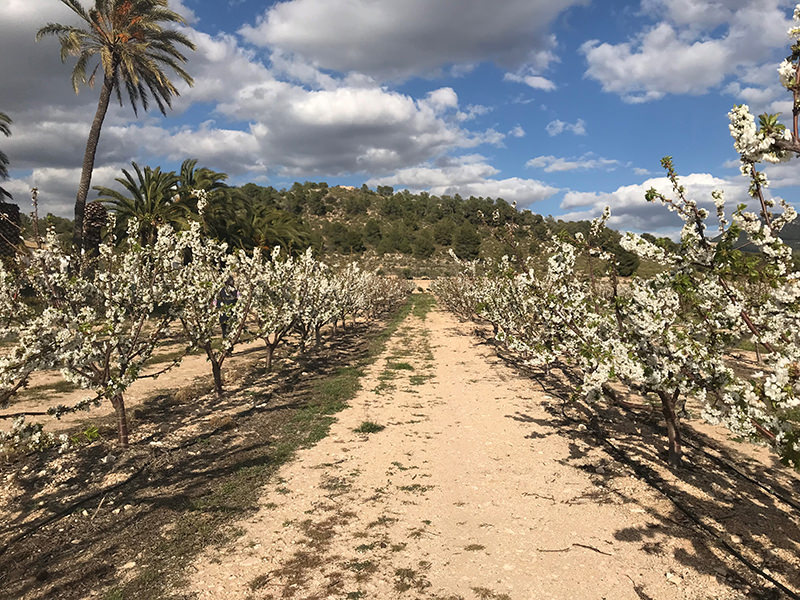 Plantación de cerezos en Sax