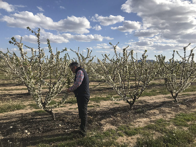 Labores en cerezos en flor