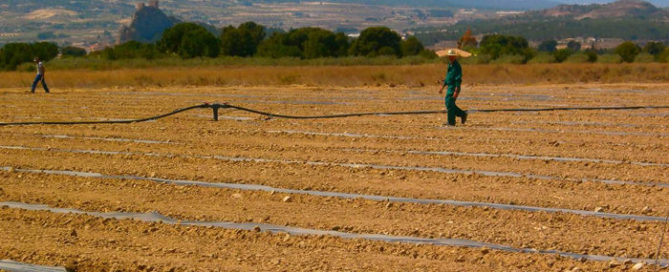 Agrodisa invertirá en explotar la finca de La Torre