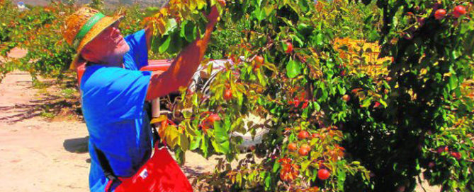 La Torre Stone Fruits. Explotación agrícola