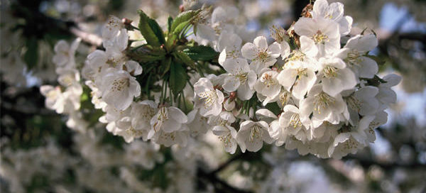 Como cultivar un cerezo en tu jardín