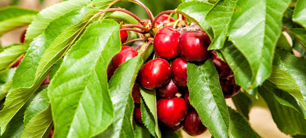 Primera cosecha de cereza de la Torre Stone Fruits