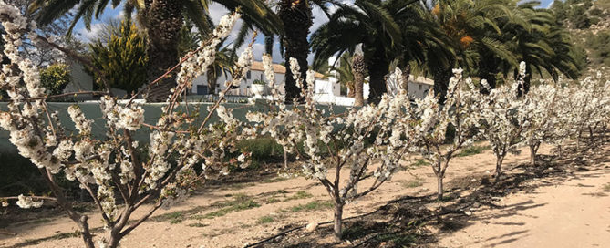 Cerezos en flor entre palmeras