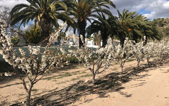 Cerezos en flor entre palmeras